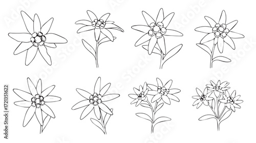 Set of stylized edelweiss flower sketches delicate outline botanical art for nature design silhouette