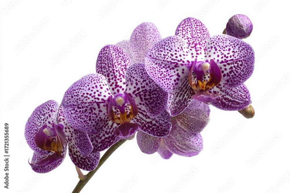 Fototapeta premium Vanda orchid flower with purple and white speckled petals isolated on pure white background, copy space for text, tropical plant botanical illustration.