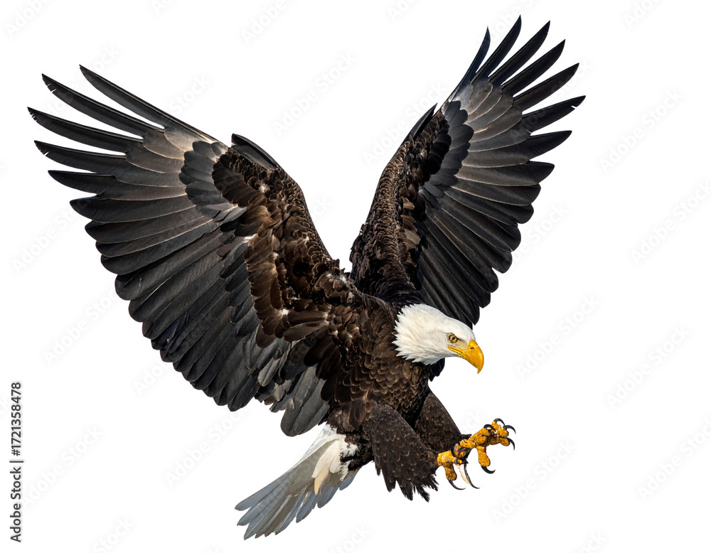 Naklejka premium Bald eagle in mid-flight, isolated on transparent cutout background