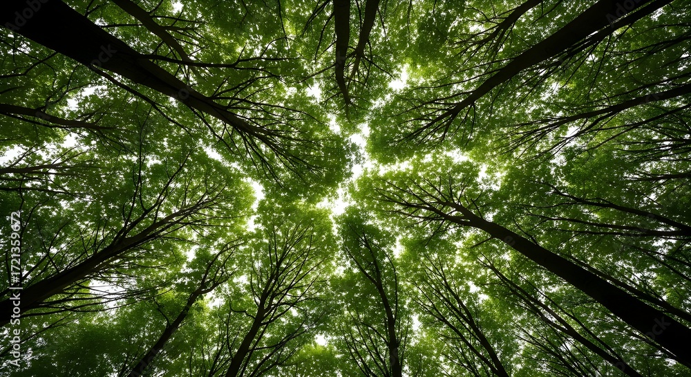 Fototapeta premium lush green forest canopy sunlight filters through trees