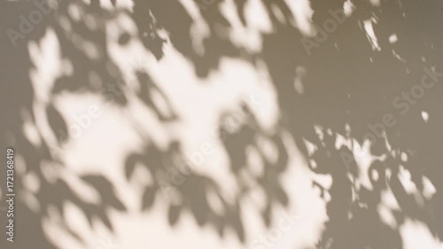 Soft light and shadows from tree branches, plant, foliage and leaves. Morning sunlight and tree shadows blowing by wind reflecting on wall. Summer concept. Product, advertising. . High quality 4k