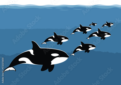 An illustration of a pod of orca whales, led by a large adult, swimming together in the deep blue ocean.