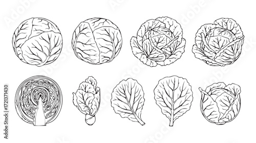 Collection of fresh leafy greens and cabbage varieties hand drawn sketch style silhouette