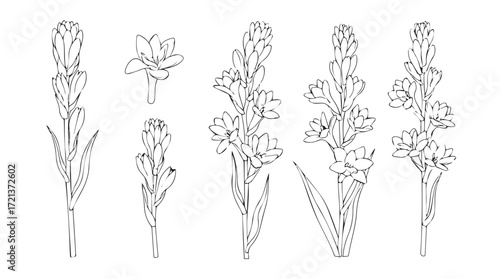 Collection of delicate line art drawings of various botanical floral stems and blooming flowers silhouette