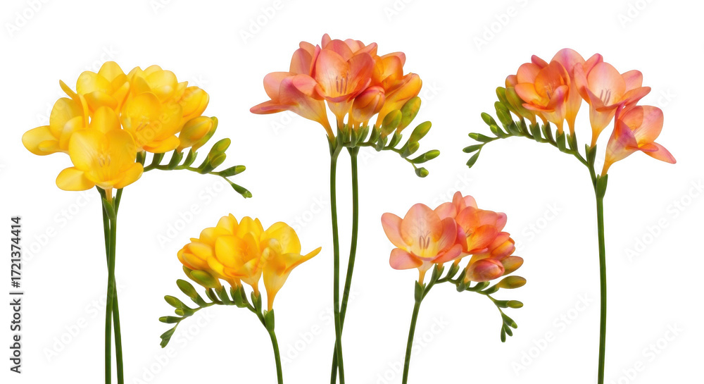 Fototapeta premium Yellow and peach freesias isolated on transparent background isolated on transparent background