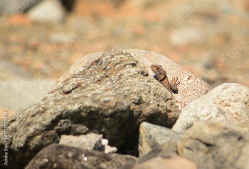 Stones with a lizard sitting on them
