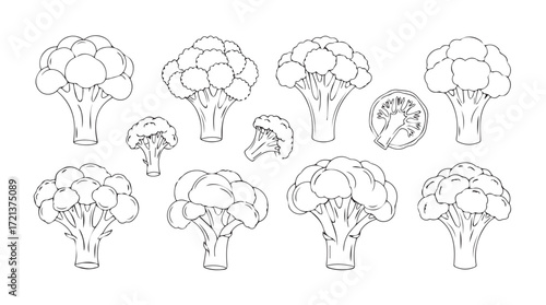 Collection of hand-drawn broccoli florets and stems in sketch style for healthy food designs silhouette