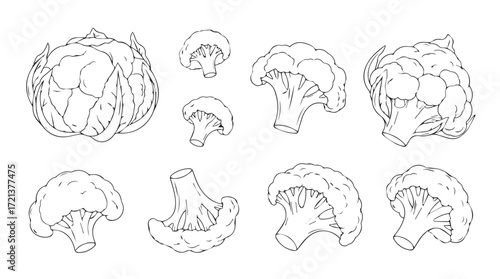 Fresh broccoli and cauliflower florets isolated sketch style collection of healthy vegetables silhouette