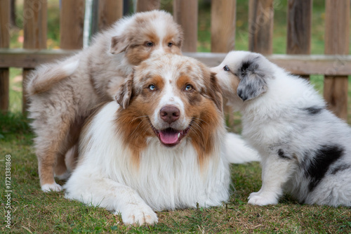 Australian Shepherd Rüde mit zwei Welpen