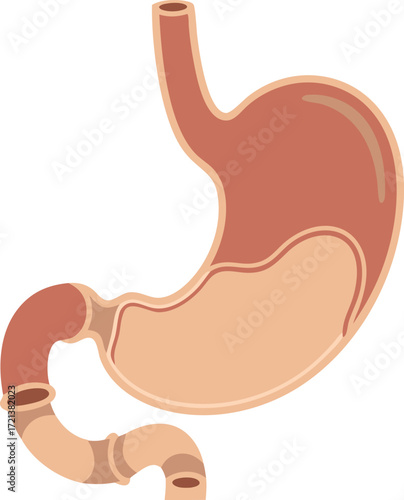 A clear anatomical illustration showing the human stomach with connecting esophagus and intestines, highlighting digestion