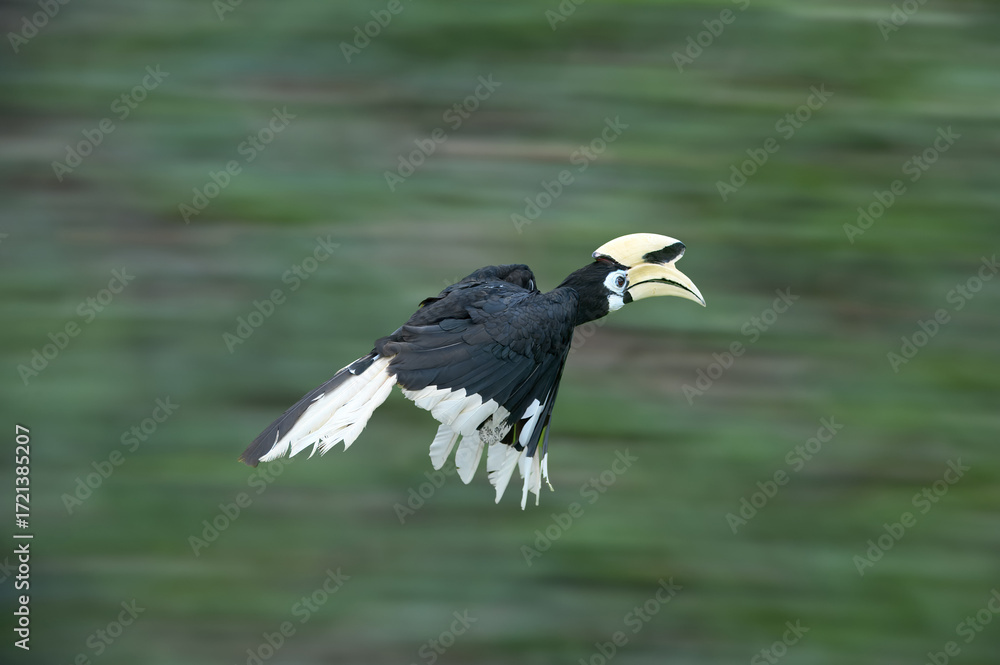 Obraz premium Oriental Pied-Hornbill (Anthracoceros albirostris) in flight, Borneo, Malaysia