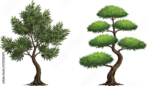Natural olive fruit tree, stylized bonsai topiary tree, realistic botanical illustration, landscape design plant comparison, ornamental foliage texture, garden nature scene