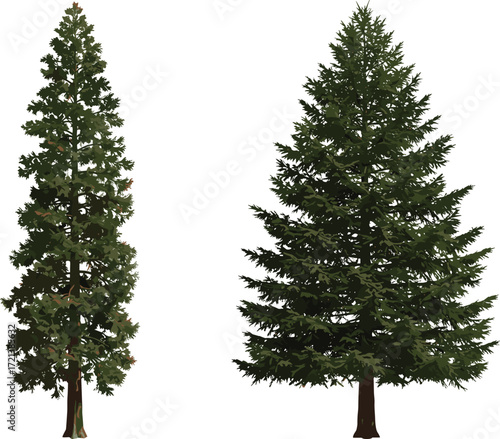 Tall columnar conifer tree, broad conical evergreen tree, realistic botanical illustration, forestry nature plant species comparison, detailed foliage texture