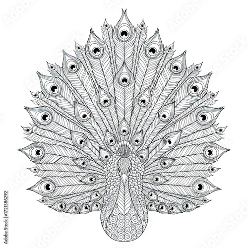Detailed Peacock Vector Illustration with Feather Elements in Monochrome Line Art Style