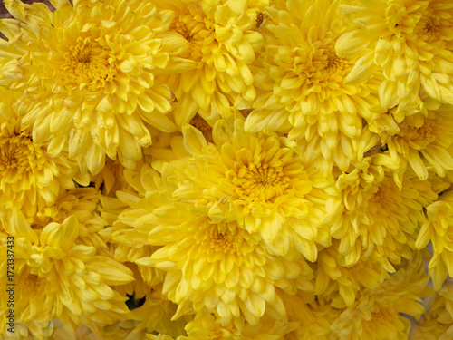 Beauitful Flowers pattern for nature background.