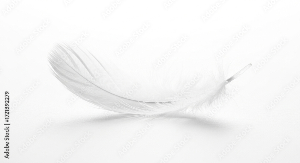 Obraz premium white feather on black background