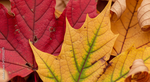 Wallpaper Mural Closeup of colorful maple leaves in autumn, showcasing vibrant fall colors Torontodigital.ca