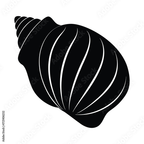 vector illustration of a polished turban shell