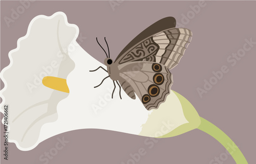 Insect vector graphics
