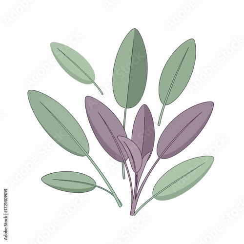 Fresh Sage Leaves Herb Plant Botanical Illustration.