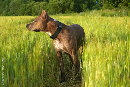 dog Staffordshire Terrier running in the grass in summer