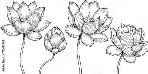 Delicate lotus flowers and bud in black ink botanical illustration