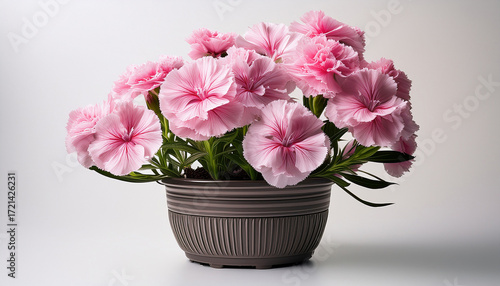 Potted Dianthus With Pink Petals Displayed On A Plain White Background
