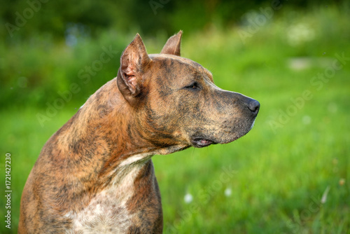The head of a dog of the Staffordshire terrier breed. The head is brown