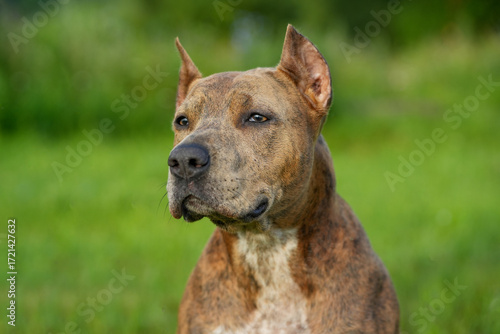 Beautiful staffordshire bull terrier portrait on a green lawn close-up.
