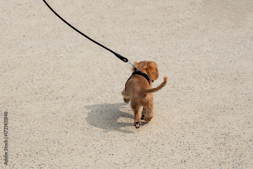 Small dog walking.