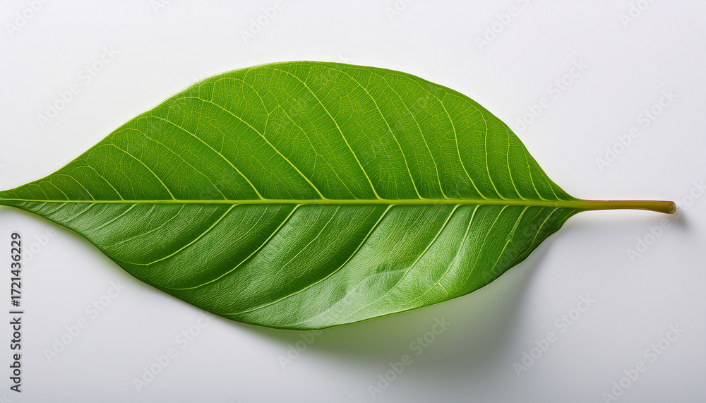 Obraz premium Vibrant Green Leaf On Pristine White Background A Detailed Macro Study Of Nature S Simplicity