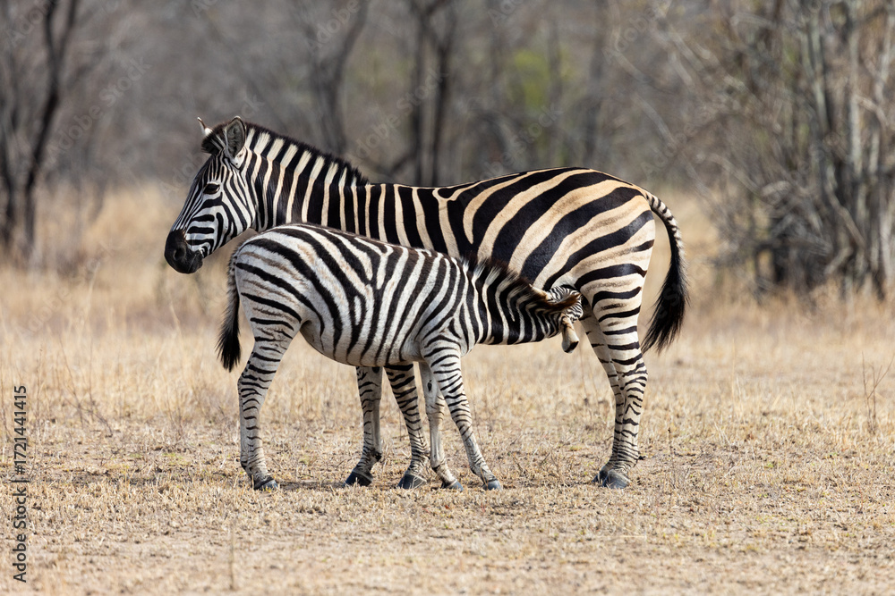 Obraz premium a large zebra foal suckling 