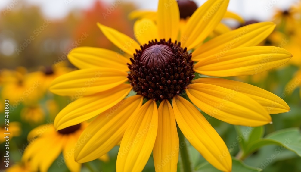 Fototapeta premium yellow daisy flower