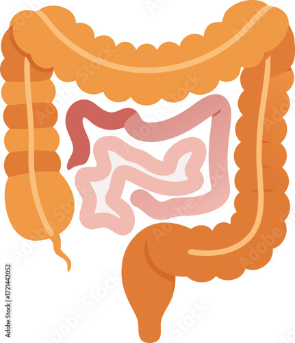 A detailed anatomical illustration of the human intestines, clearly showing both the large and small intestine