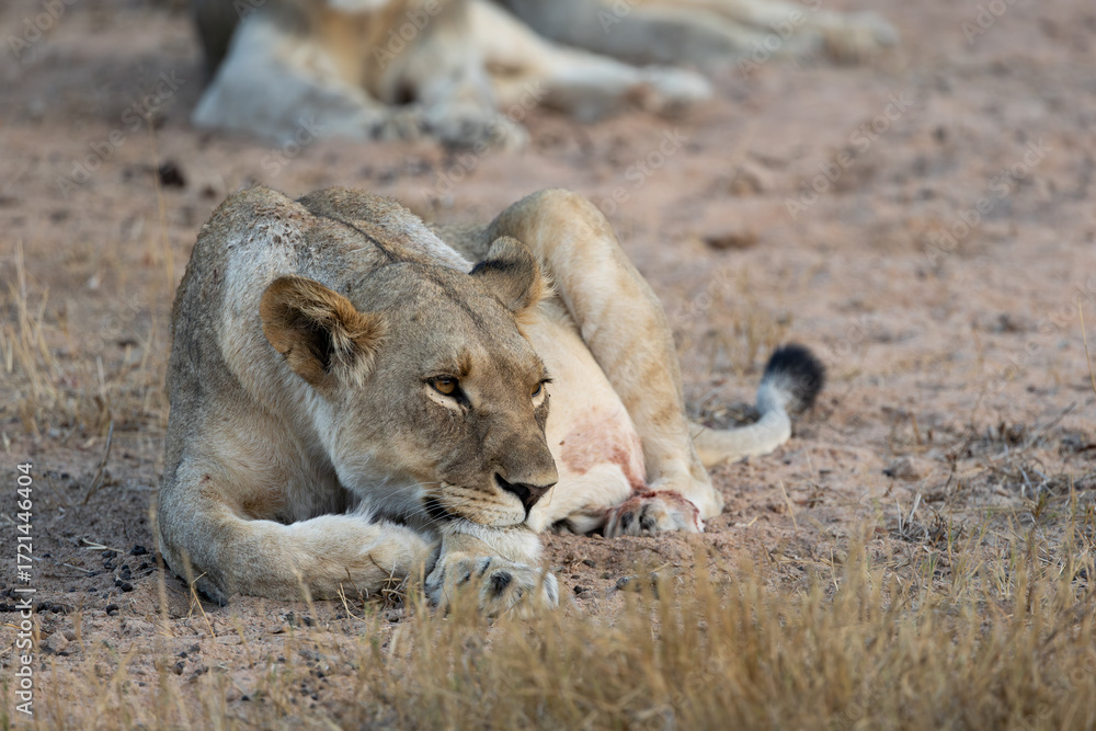 Fototapeta premium a close-up of a lioness