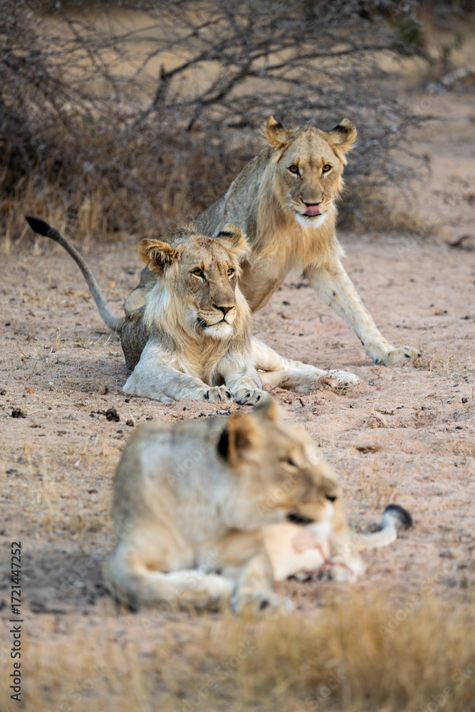 Fototapeta premium a lioness with her two sub-adult male cubs
