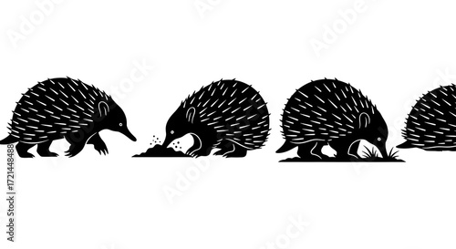 A group of echidnas isolated on white background are foraging for food
