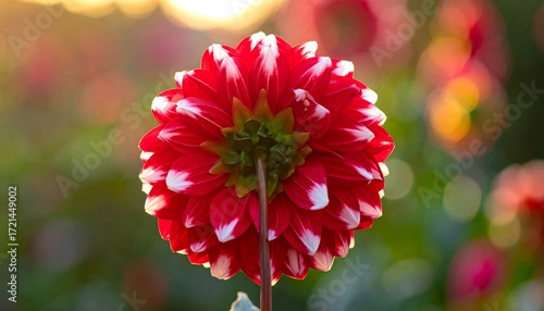 Red and white dahlia in sunlight