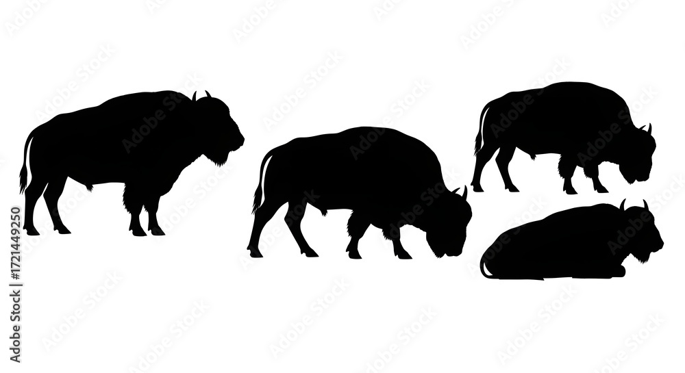 Obraz premium Silhouette of four buffalos isolated on white background in different poses