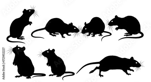 Silhouette of several rats isolated on white background in various poses
