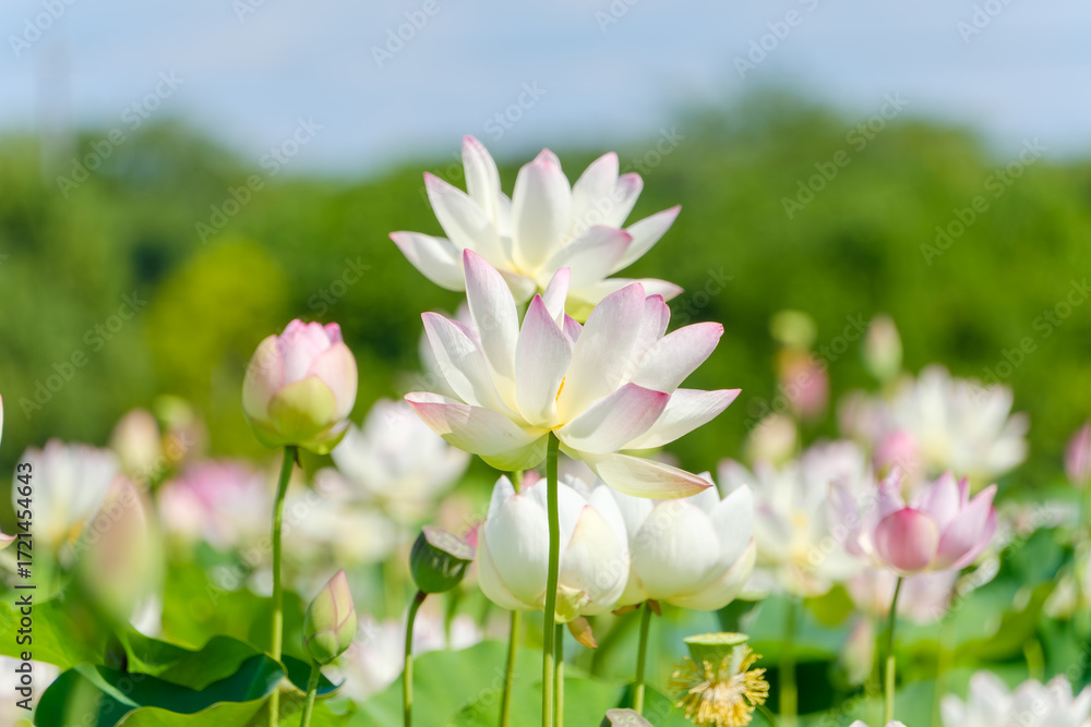 Fototapeta premium 夏の青空に映える白とピンクの蓮の花