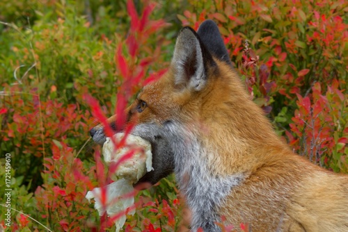 red fox cub