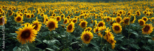 An Inviting Panorama: A Stnning Field of Sunflowers apturing the Essence of Naure's Beauty and the Joyfu Radiance of Golden Blossos in Full Bloom Under the unlit Sky