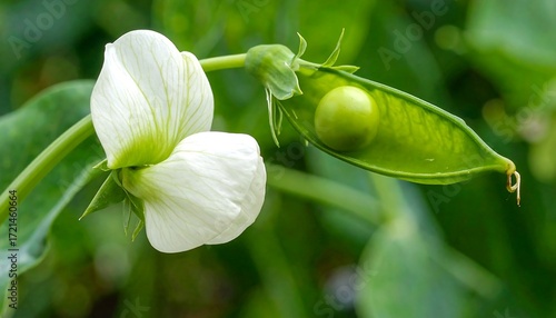 Close-up of a pea flower and pea pod
