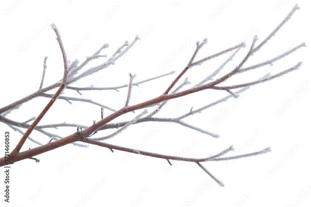 Obraz premium frosty tree branch with ice crystals forming on the twigs isolated on white background