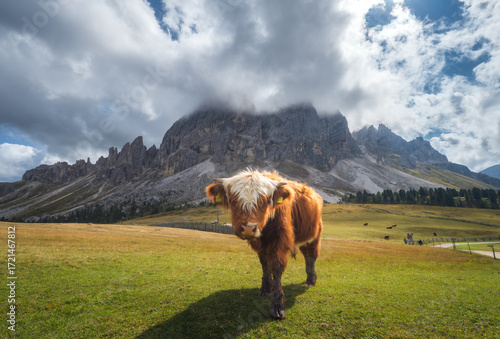 Young Scottish Highland cow...