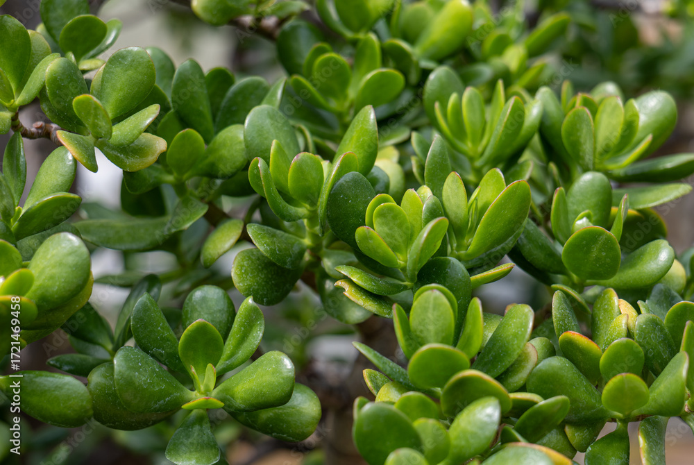 Obraz premium Fresh green succulent jade plant leaves in close-up, symbol of luck, indoor greenery, natural decoration, houseplant care and sustainable living design