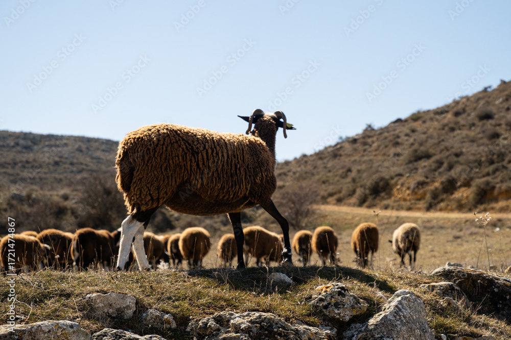 Obraz premium Goat of the 