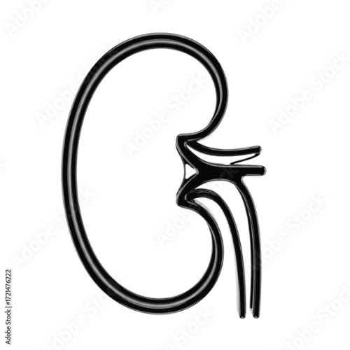 Detailed black and white illustration of a human kidney.