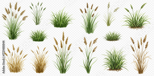 A diverse collection of realistic green and dry grass clumps, reeds, and wild plants with distinct seed heads, isolated on a transparent background.